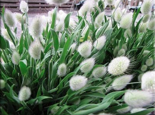 Lagurus Bunny Tails