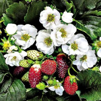 Fraisier Summer Breeze Snow