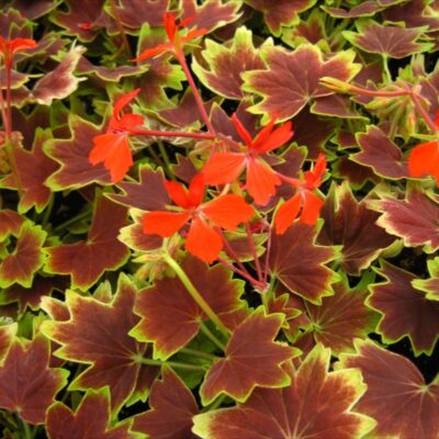 Geranium Vancouver Centennial