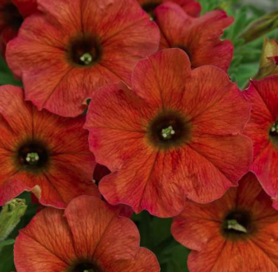 Petunia Supercal Pemium Cinnamon
