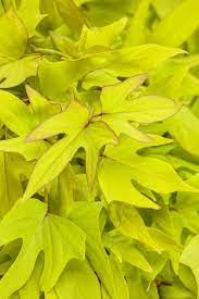 Ipomea Sweet Caroline Upside Key Lime