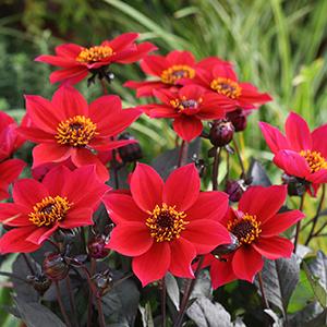 Dahlia Happy Days Cherry Red
