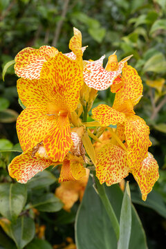 Canna Greenleaf Picasso