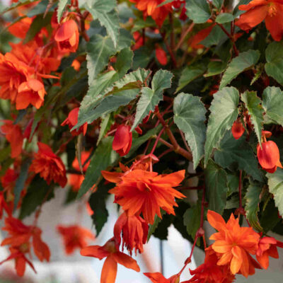 Begonia tub. Illumination Orange