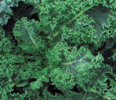 Kale Vates