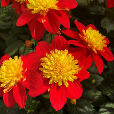 Dahlia Venti FireBurst