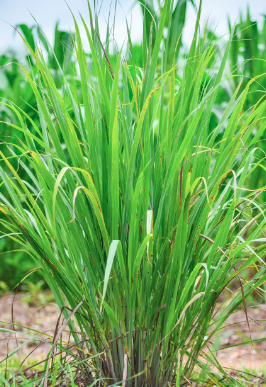 Citronelle