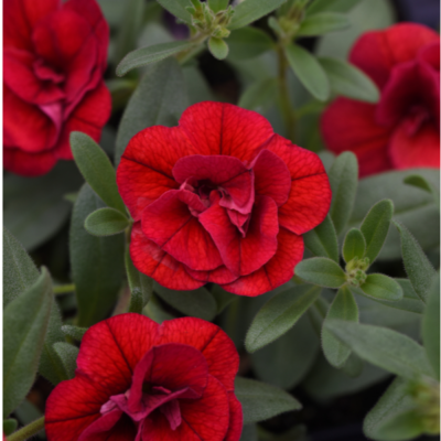 Calibrachoa MiniFamous Evo Dbl Red