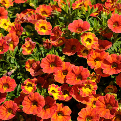 Calibrachoa Rainbow Tiger Tail