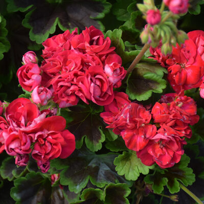 Geranium Brocade Cherry Night