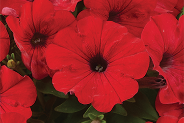 Petunia Capella Ruby Red