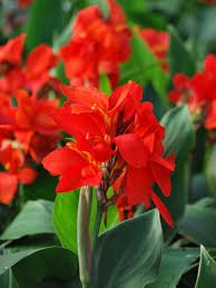 Canna Cannova Green Leaf Scarlet