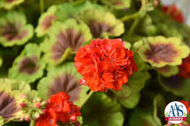 Geranium Brocade Fire