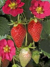 Fraisier Toscana