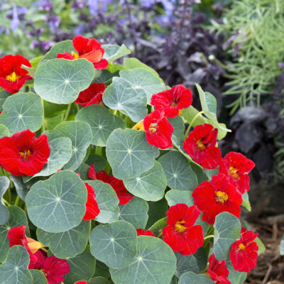 Capucine Baby Red