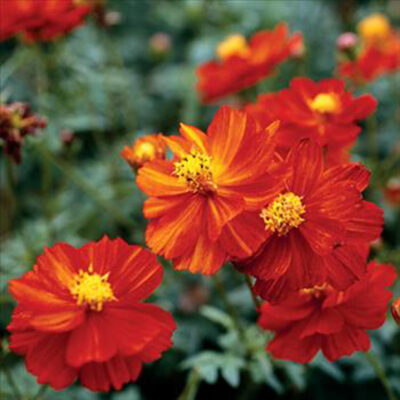 Cosmos Cosmic Red