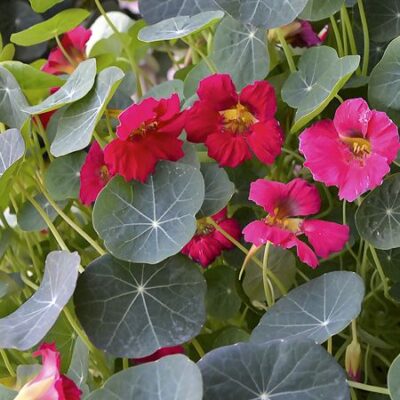 Capucine Baby Rose