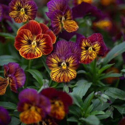 Viola Tiger Eye Red