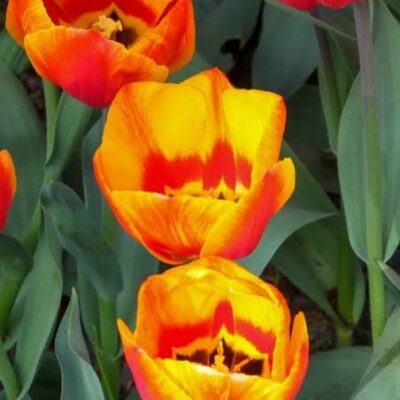 Tulipe 'Flair'