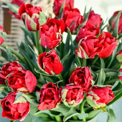 Tulipe 'Île d'Amour'