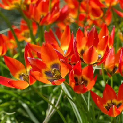 Tulipe 'Little Princess'