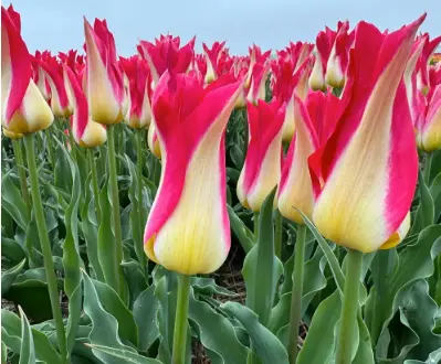 Tulipe 'Love Story'