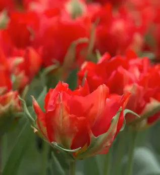 Tulipe 'Love Valley'