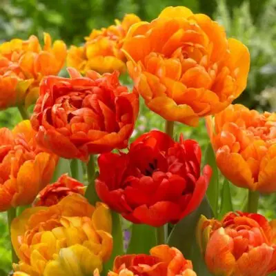 Tulipe 'Sun Lover'