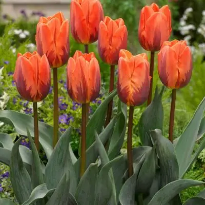 Tulipe 'Princess Irene'
