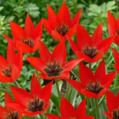 Tulipe 'Lizzy'