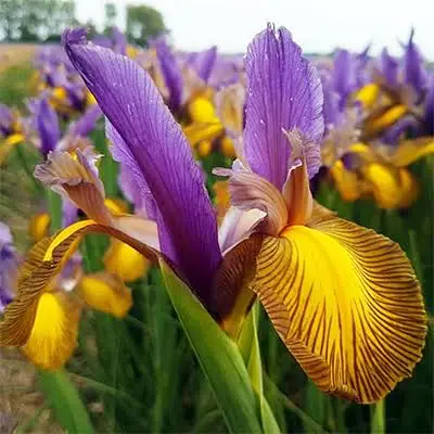 Iris hollandais 'Lion King'