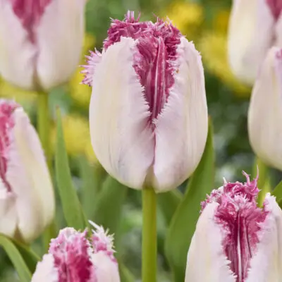 Tulipe 'Eyelash'